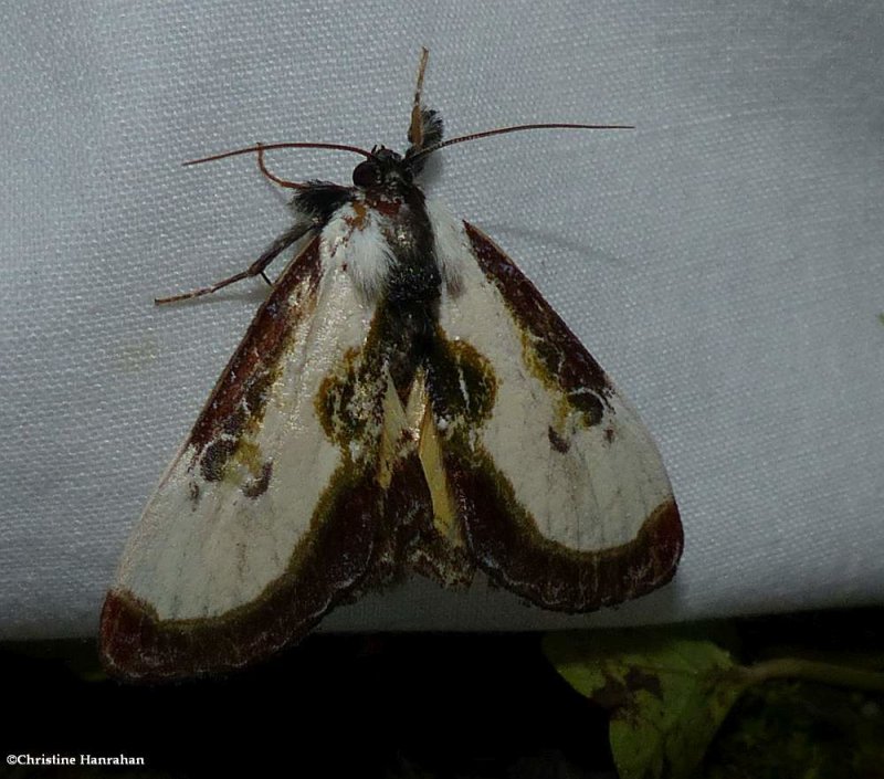 Beautiful wood nymph moth (Eudryas grata)  #9301