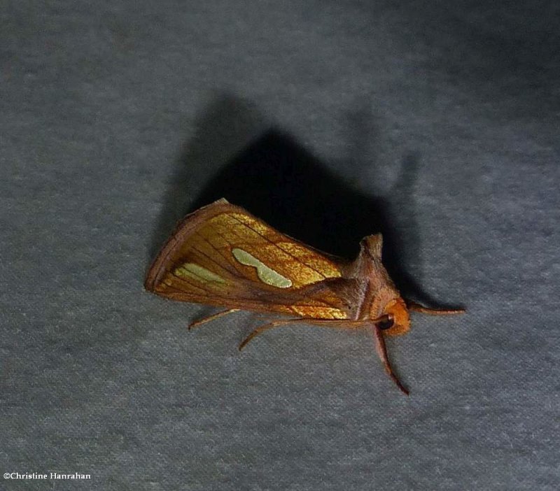 Connected looper moth (Plusia contexta),  #8952