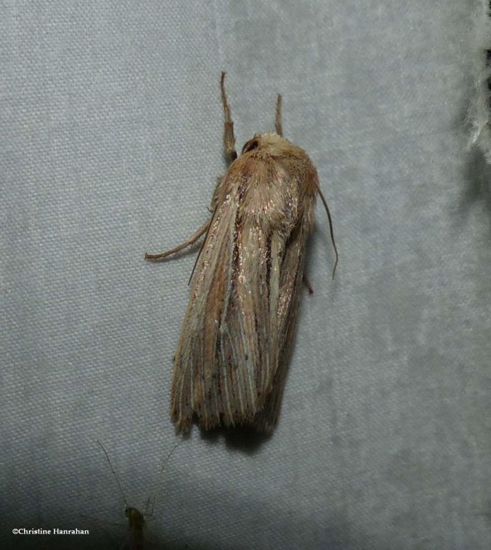 Two-lined wainscot moth (Leucania commoides), #10447