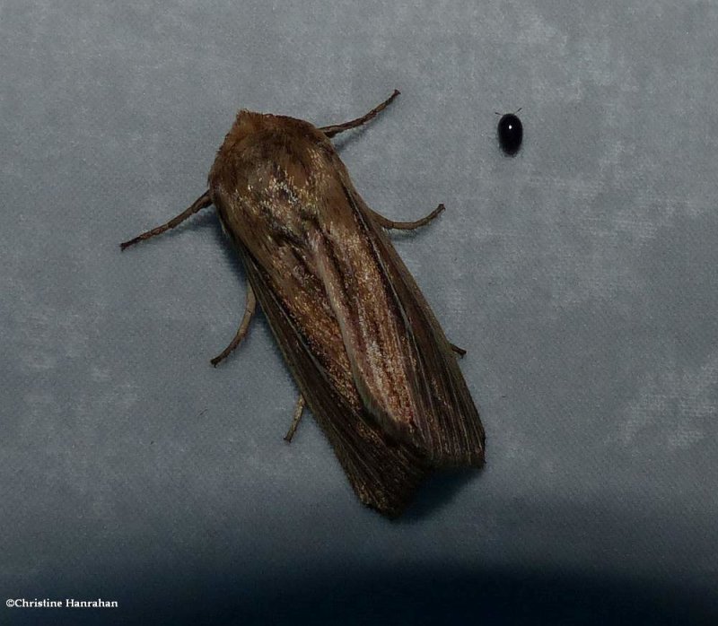 Two-lined wainscot (Leucania commoides), #10447