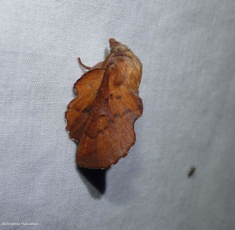 American lappet moth (Phyllodesma americana), #7687