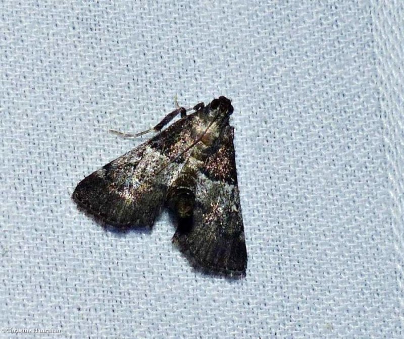 Zeller's macalla moth  (Macalla zelleri),  #5579