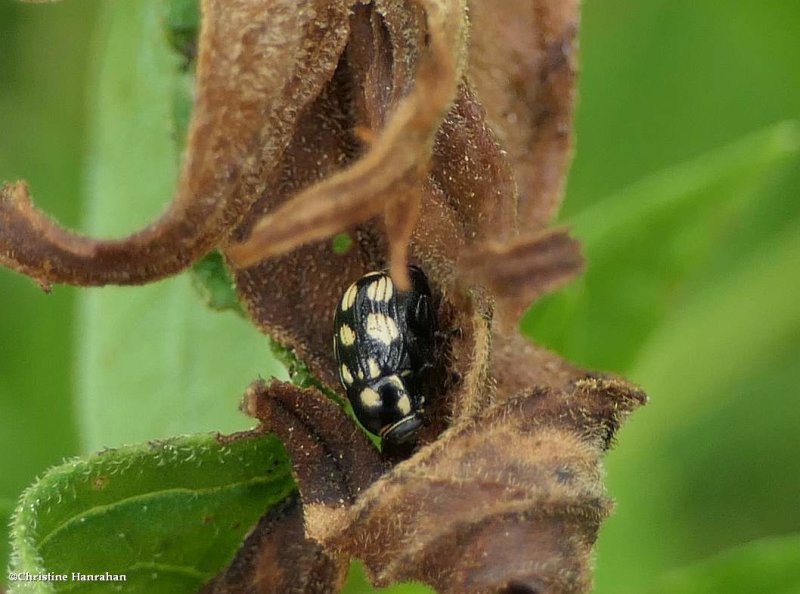Case-bearing leaf beetle (<em>Bassareus clathratus</em>)