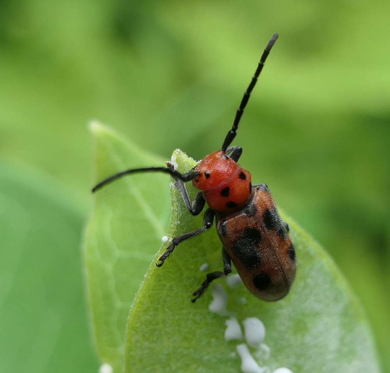 Milkweed Beetles (Tetraopes tetrophthalmus)