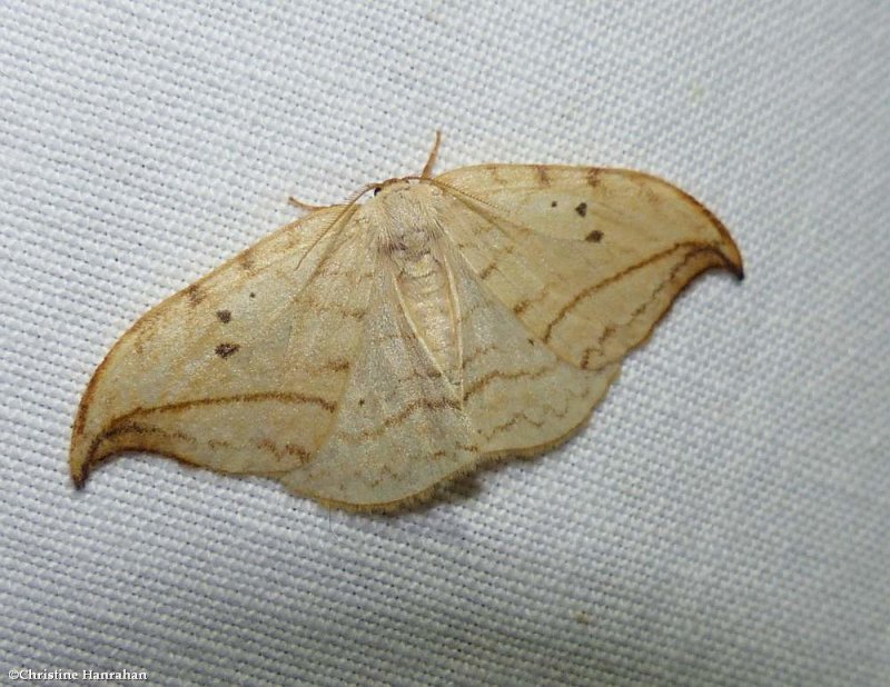 Arched hooktip moth  (<em>Drepana arcuata</em>), #6251