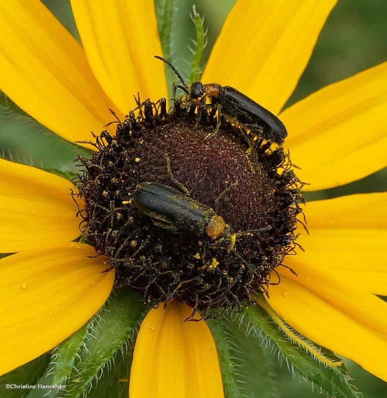 Blister beetles  (<em>Nemognatha nemorensis</em>)