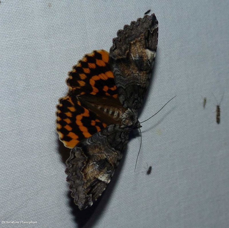 Locust underwing moth (Euparthenos nubilis), #8719
