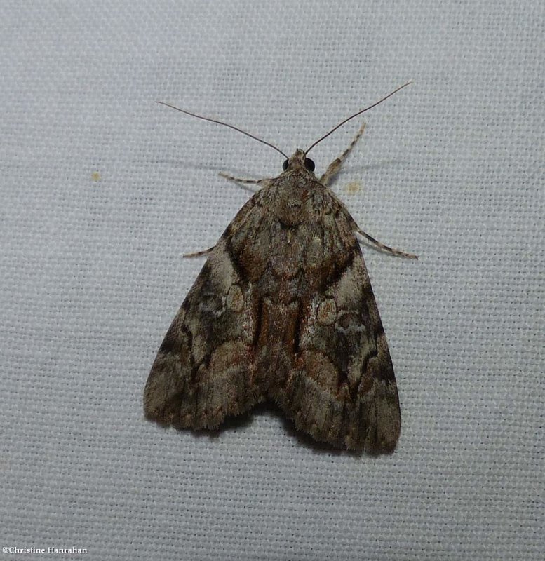 Charming underwing moth (<em>Catocala blandula</em>), #8867