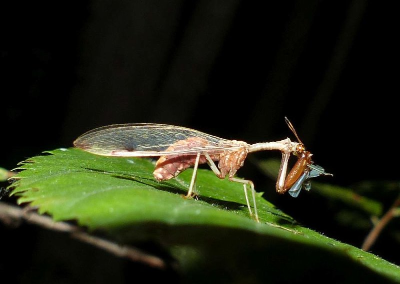 Four-spotted mantidfly  (<em>Dicromantispa interrupta</em>)