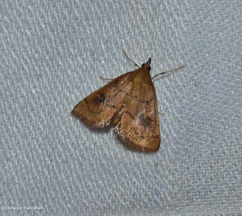 Mint root borer moth  (Fumibotys fumalis), #4950