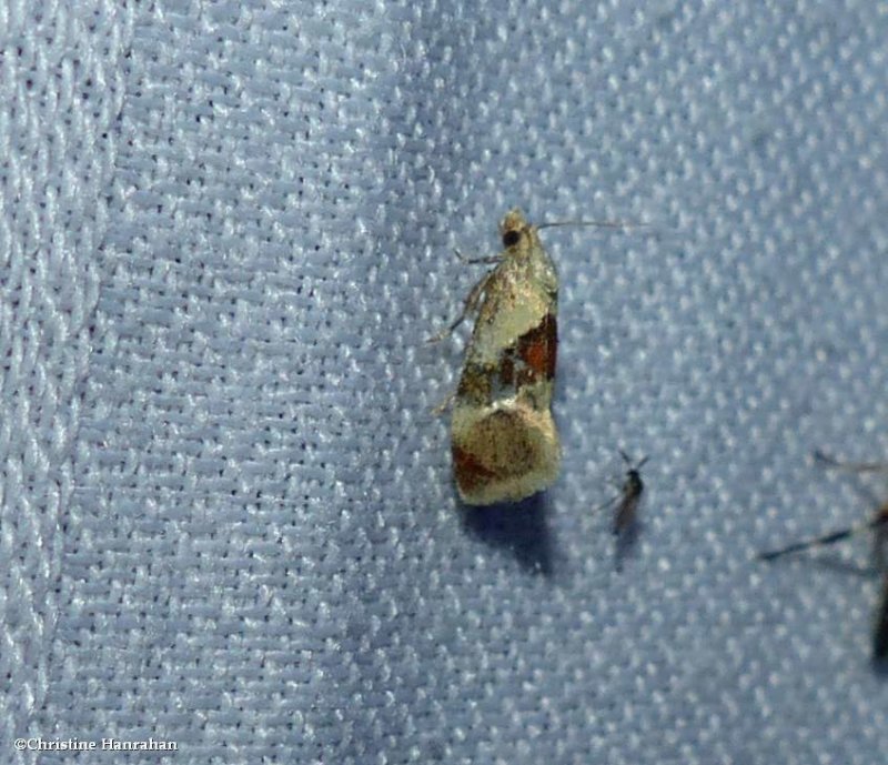 Brown-patched phalonidia moth  (Phalonidia lepidana), #3807