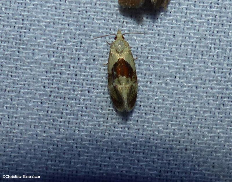Brown-patched phalonidia moth (Phalonidia lepidana), #3807
