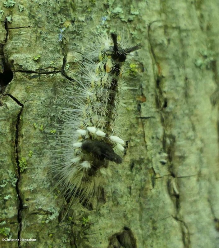 Yellow-haired dagger moth caterpillar (Acronicta impleta), #9257