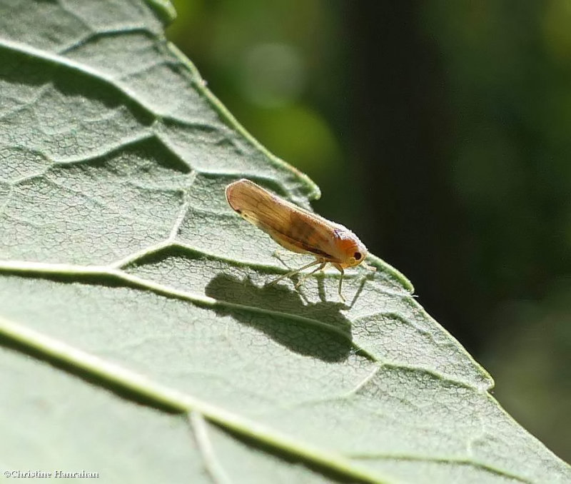 Derbid Planthopper (Omolicna uhleri)