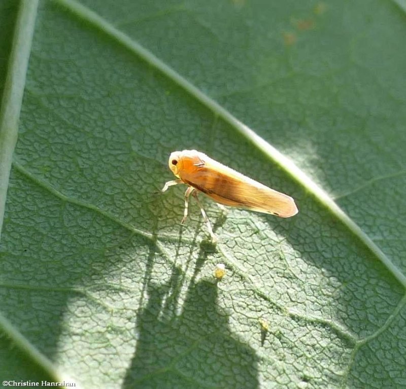 Derbid Planthopper (Omolicna uhleri)