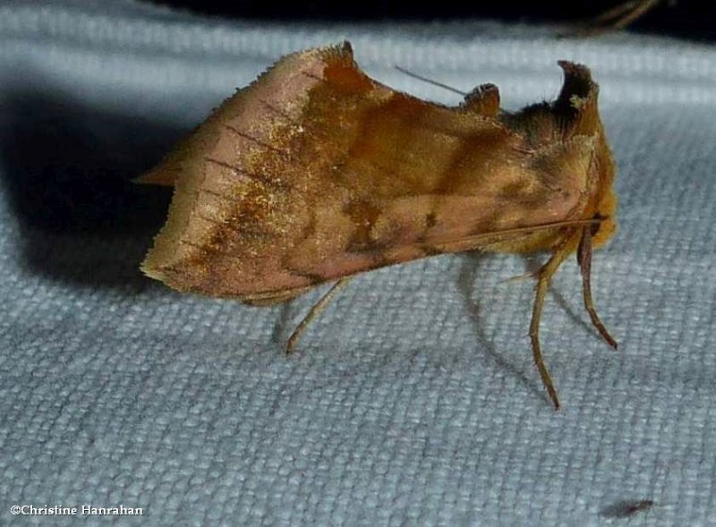 Dark-spotted looper moth  (Diachrysia aereoides), #8896