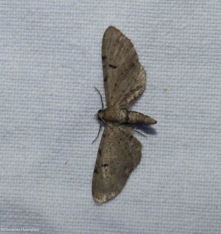Wormwood pug moth (Eupithecia absinthiata), #7586.1