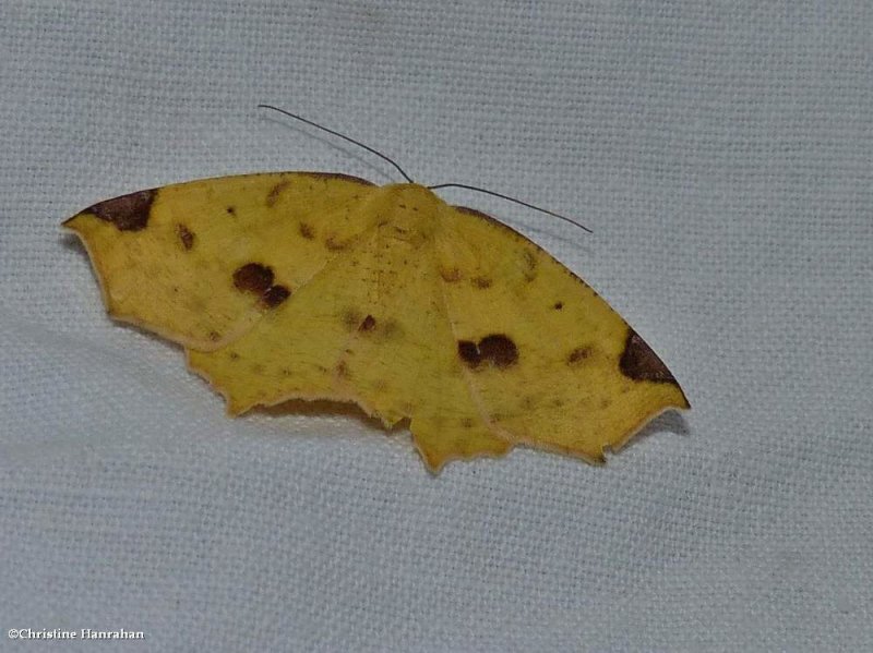 Variable antepione moth, female (Antepione thisoaria), #6987