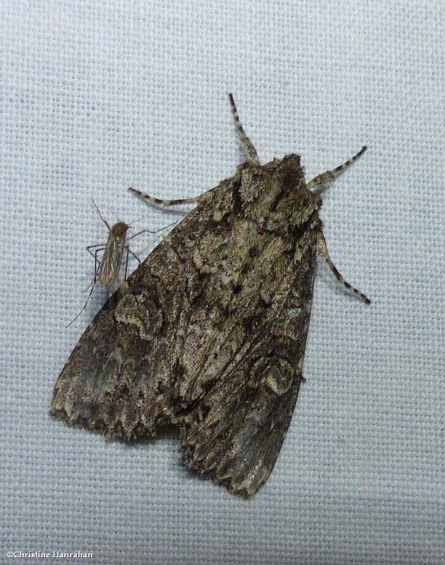 Cloudy arches moth (Polia imbrifera), #10276