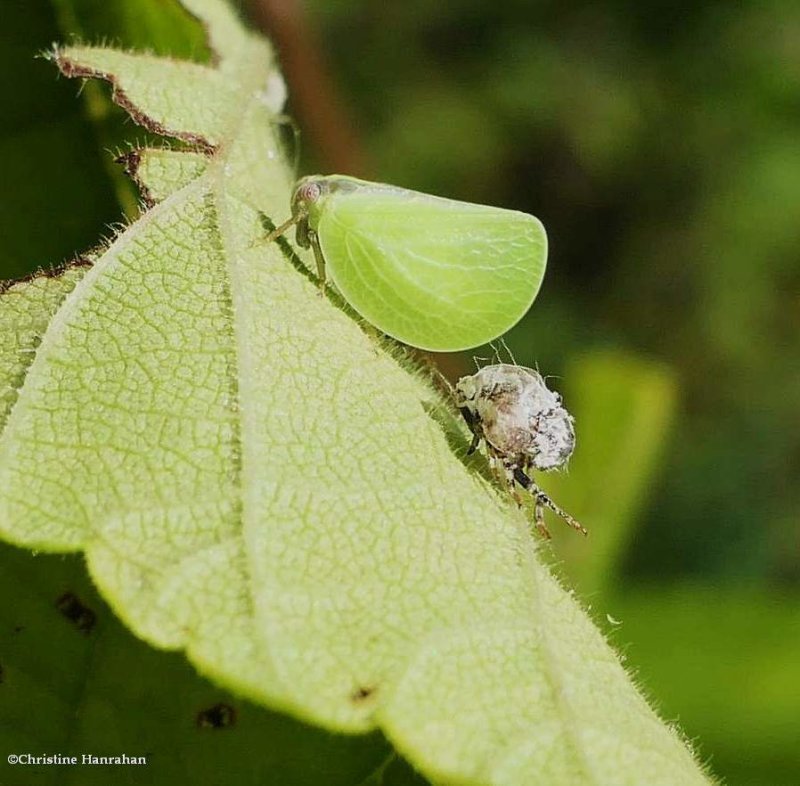 Planthopper (Acanalonia bivittata)