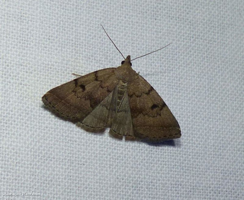 Dark zanclognatha moth (<em>Zanclognatha obscuripennis</em>), #8347