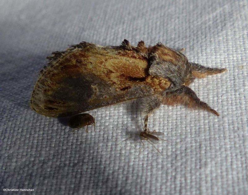 Finned willow prominent  (Notodonta scitipennis), #7926