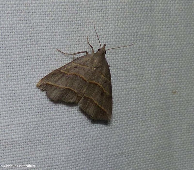 Yellow-lined owlet moth  (<em>Colobochyla interpuncta</em>), #8411