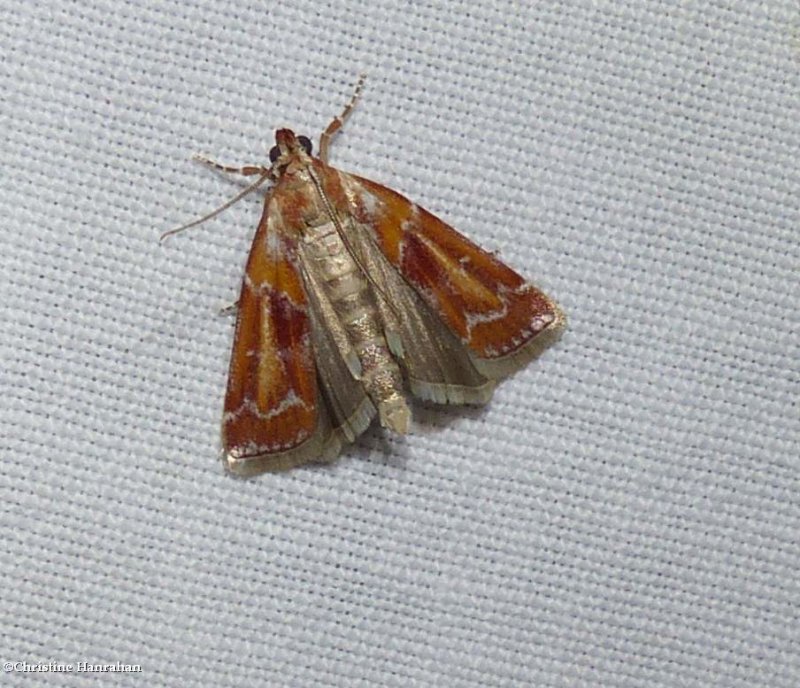 Webbing coneworm moth (Dioryctria disclusa), #5847