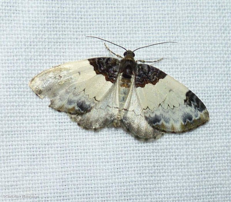 White-ribboned carpet moth (Mesoleuca ruficillata), #7307
