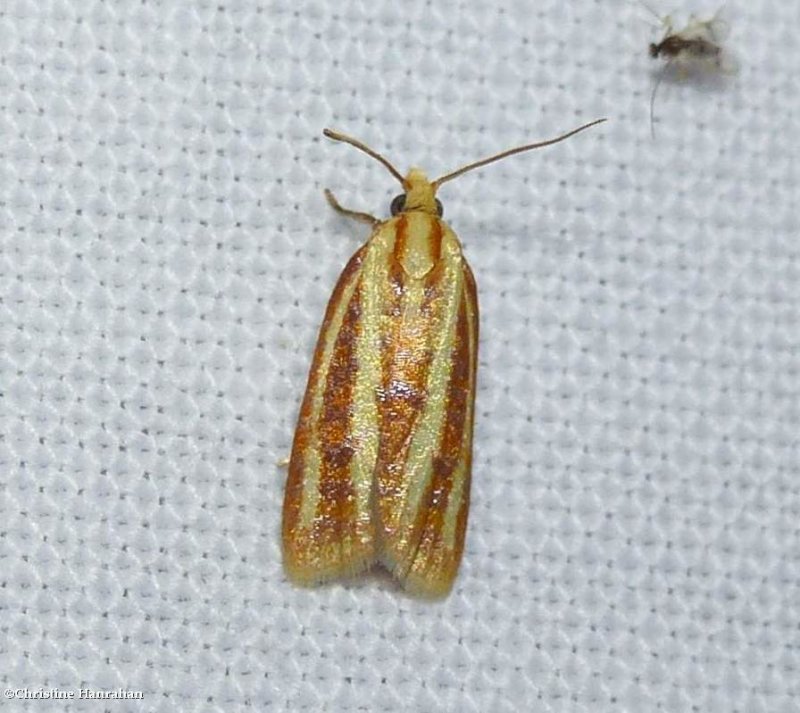 Three-streaked sparganothis moth (Sparganothis tristriata), #3699