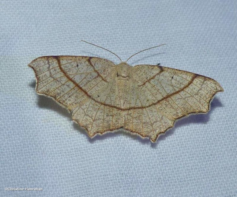 Oak besma moth  (Besma quercivoraria), #6885