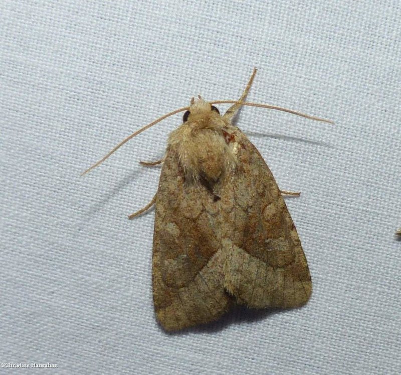 Bridled arches moth (Lacinipolia lorea), #10405