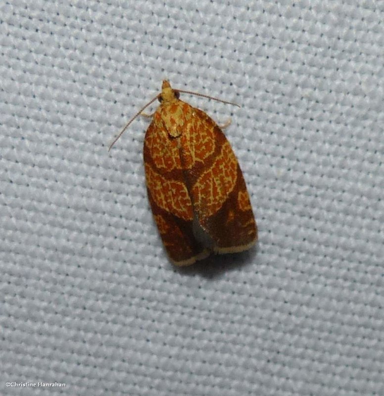 Four-lined leafroller moth (Argyrotaenia quadrifasciana), #3621 