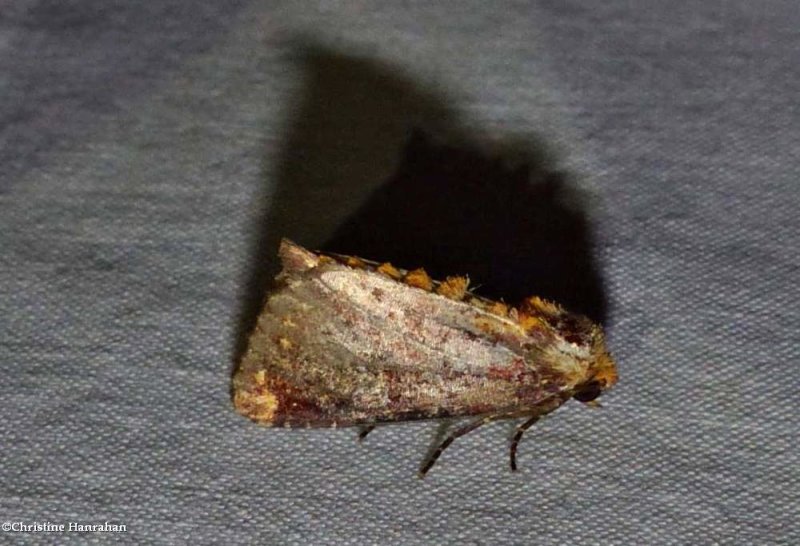 Elder shoot borer moth  (Achatodes zeae), #9520