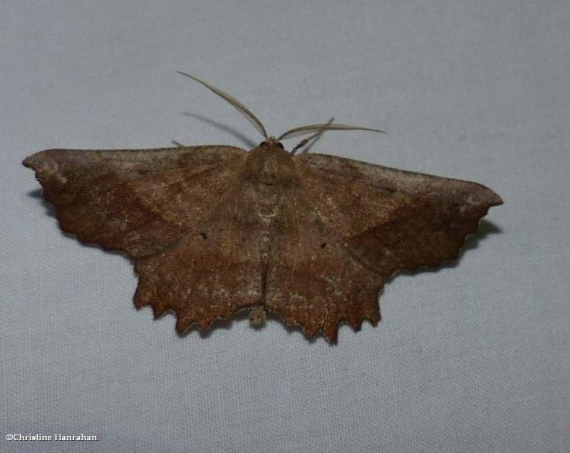 Euchlaena moth (Euchlaena muzaria), #6725