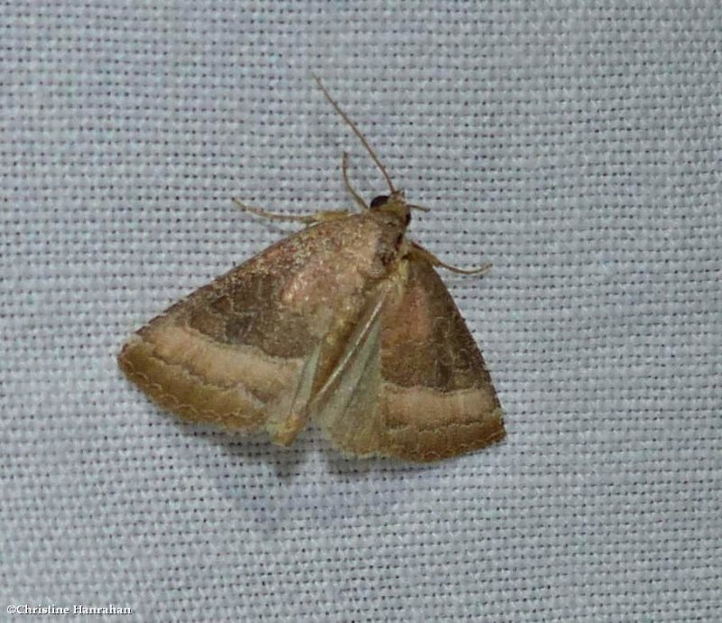 Common pinkband moth  (Ogdoconta cinereola), #9720