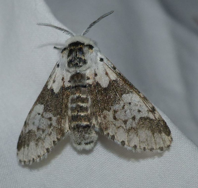 White furcula moth (Furcula borealis), #7936