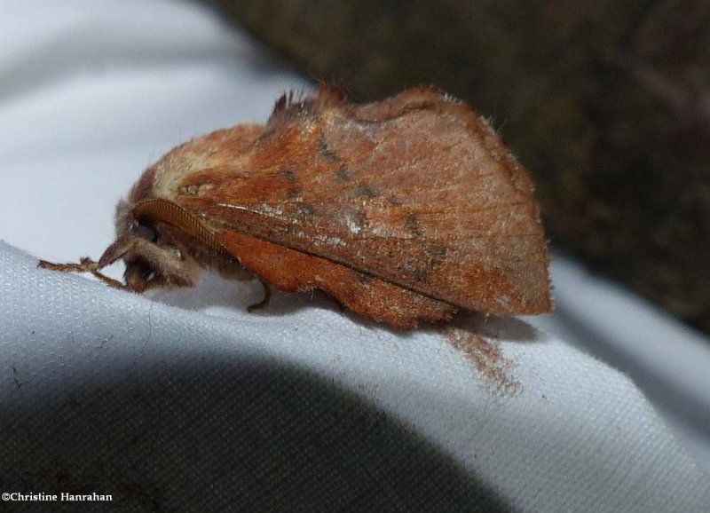 American lappet moth (<em>Phyllodesma americana</em>), #7687