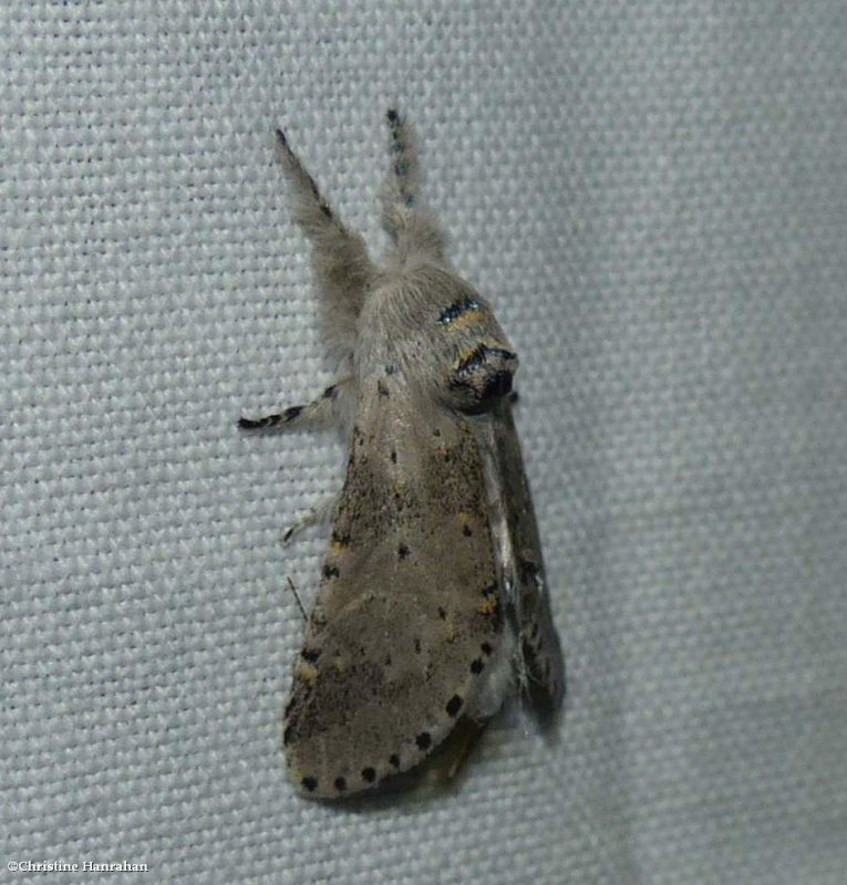 Gray furcula moth (Furcula cinerea), #7937