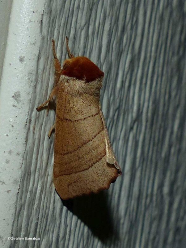 Yellow-necked datana moth  (Datana ministra), #7902