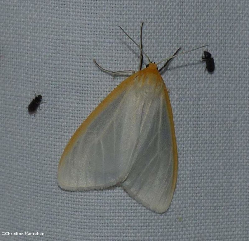 Delicate cycnia moth (Cycnia tenera) #8230
