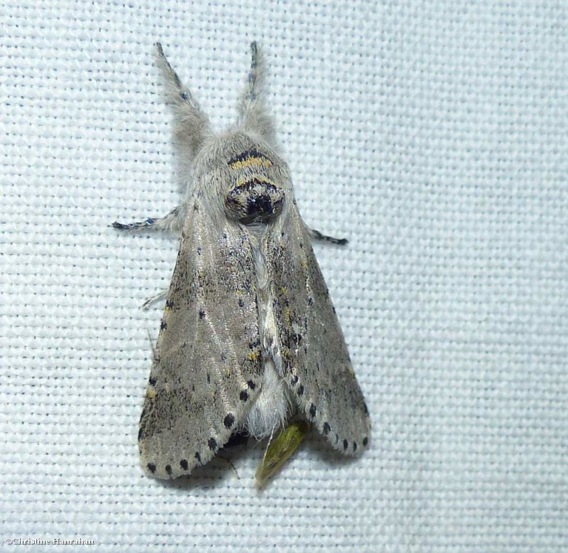 Gray furcula moth (Furcula cinerea), #7937