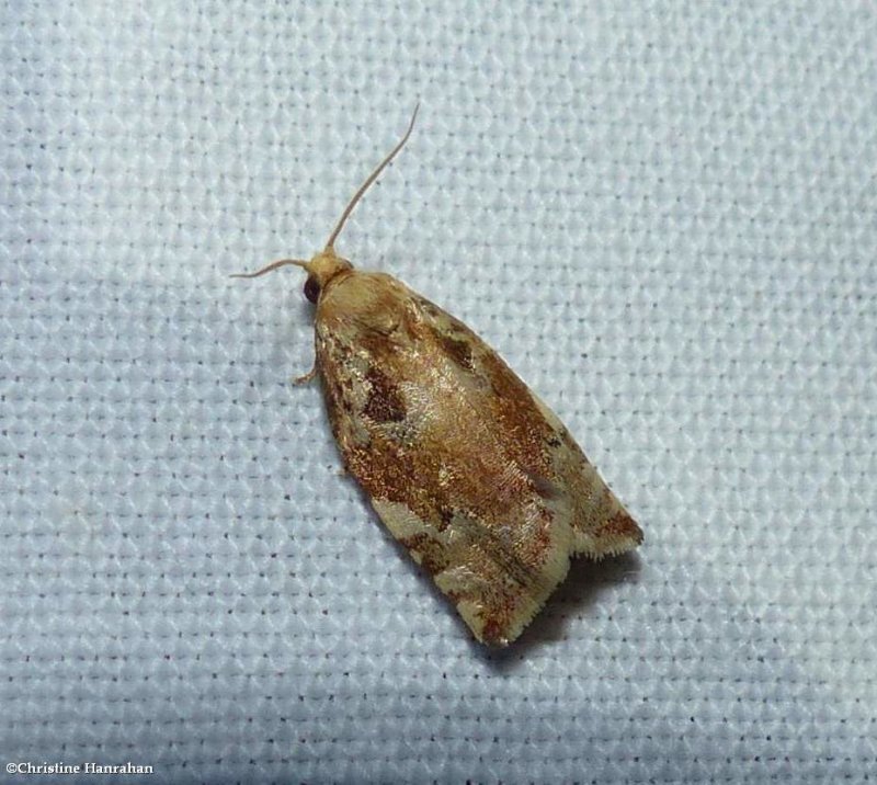 Oak leafroller (Archips semiferana), #3653
