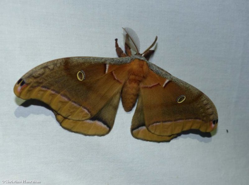Polyphemus moth  (Antheraea polyphemus), #7757