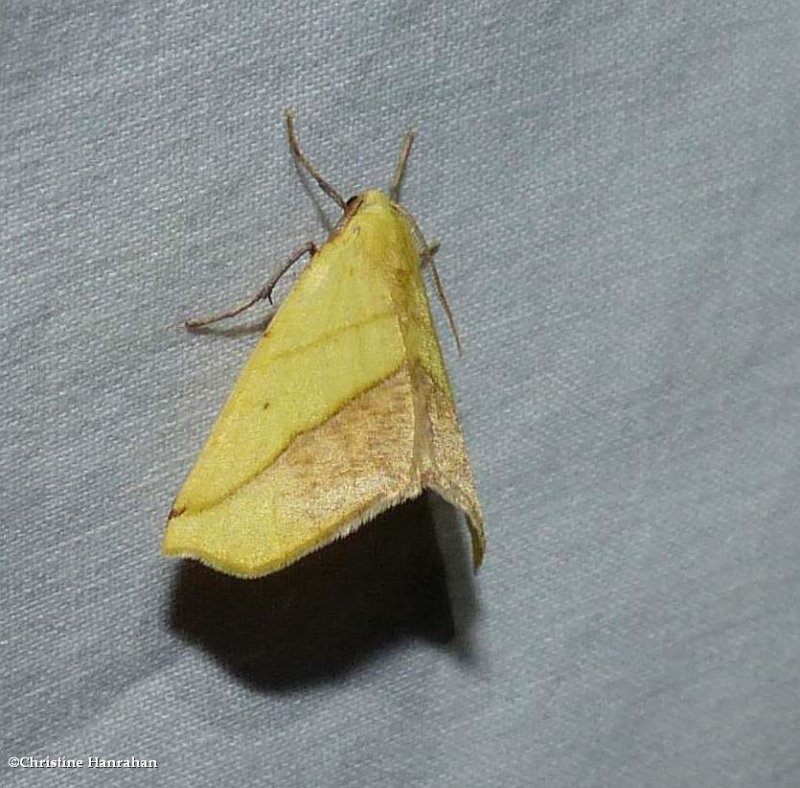 Sharp-lined yellow moth   (Sicya macularia), #6912