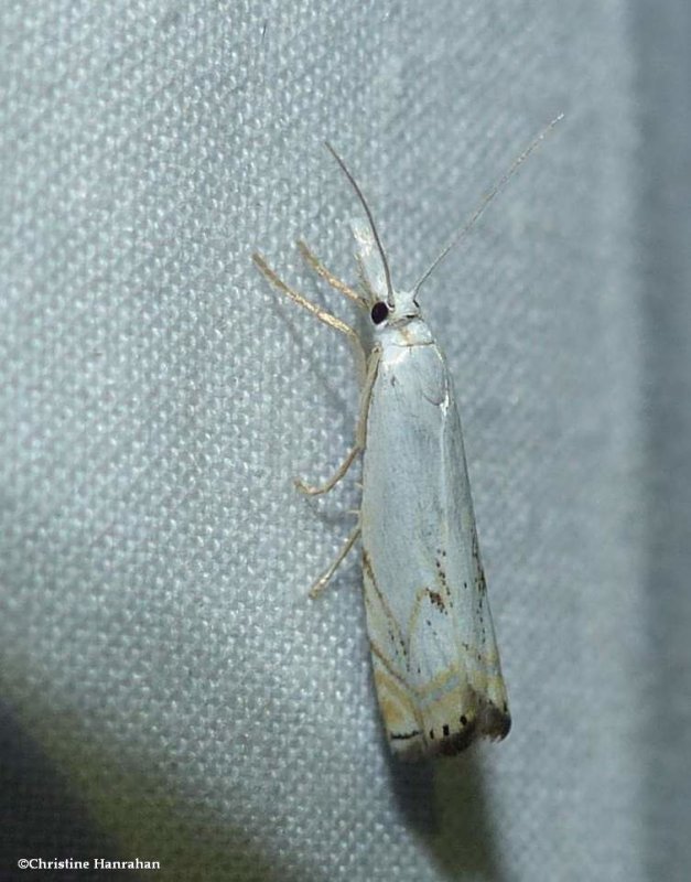 Small white-grass-veneer moth (Crambus albellus), #5361