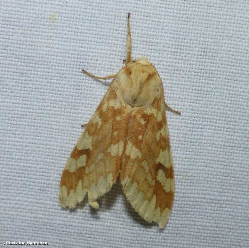 Spotted tussock moth (Lophocampa maculata), #8214