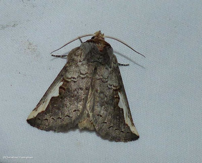 Orange-humped mapleworm moth (Symmerista leucitys), #7953