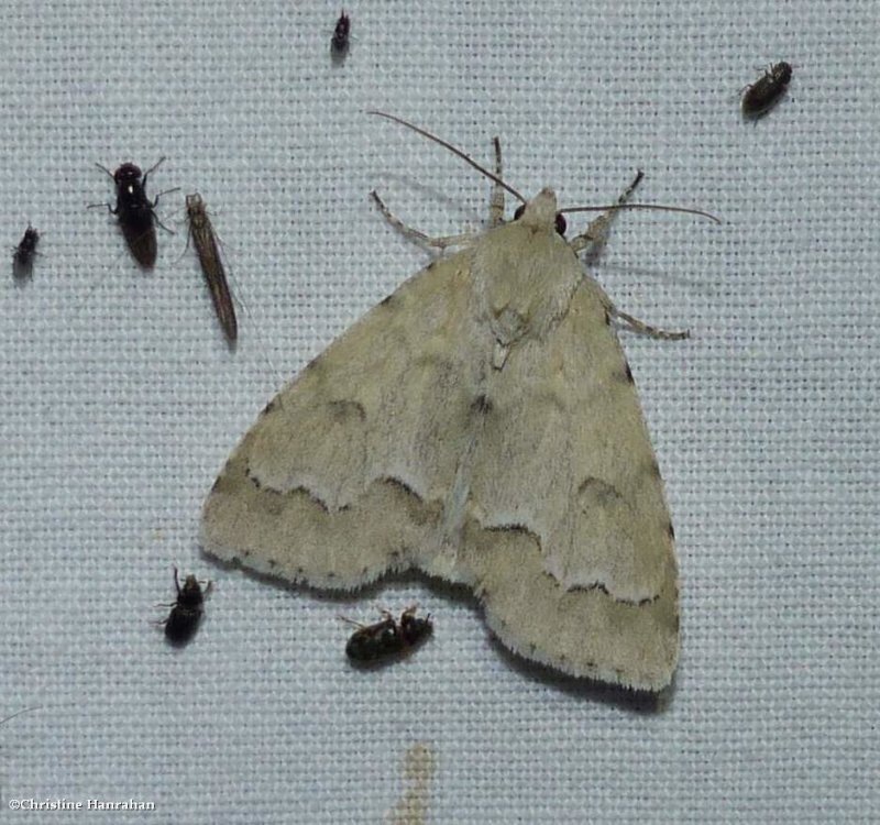 Unmarked dagger moth (Acronicta innotata), #9207