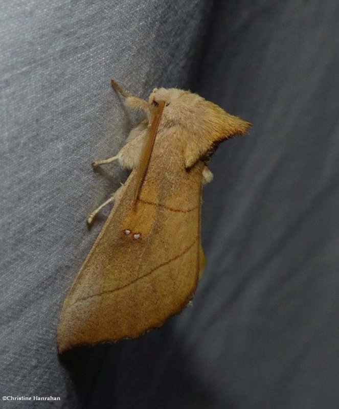 White-dotted prominent moth  (Nadata gibbosa), #7915